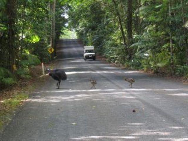 Daintree Deep Forest Lodge Cape Tribulation Bagian luar foto
